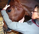 Biodynamisk kraniosakral terapi häst och hund